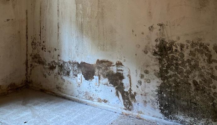 Close-up view of a mold-damaged wall