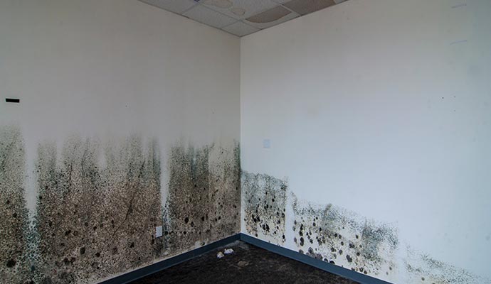 mold on the wall