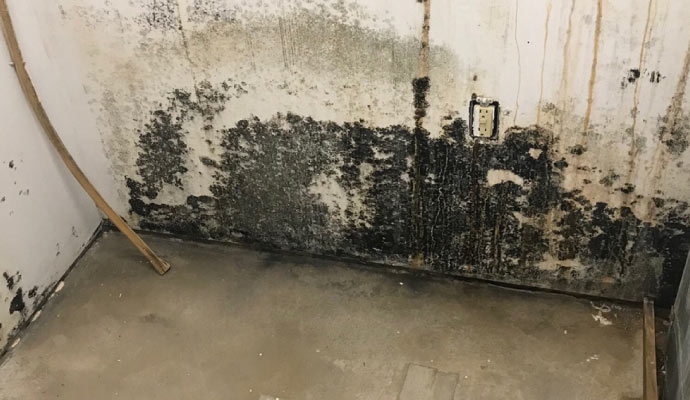 mold damaged wall