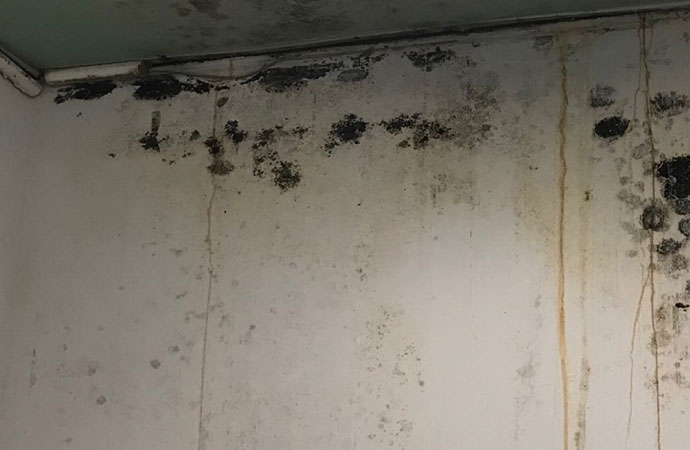 Mold removal services