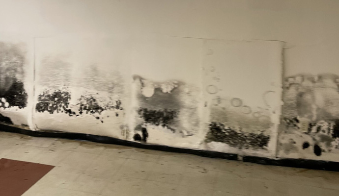 black mold on white wall