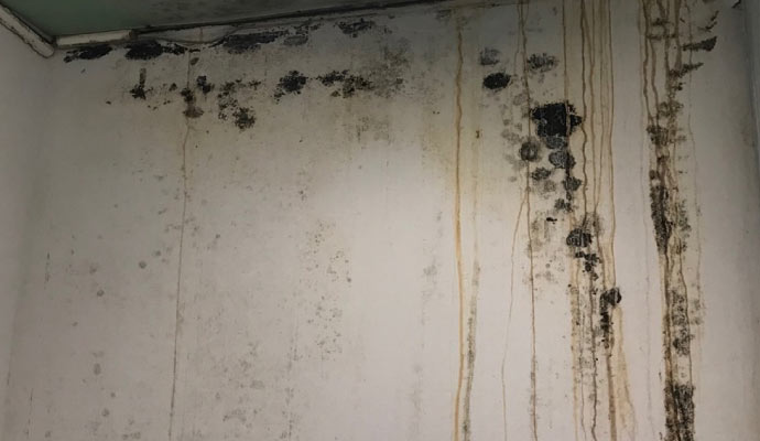 mold damaged wall