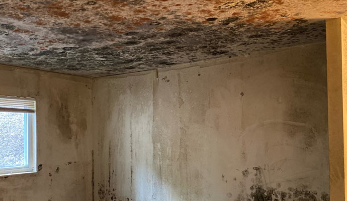 A room with severe mold growth on the ceiling and walls.