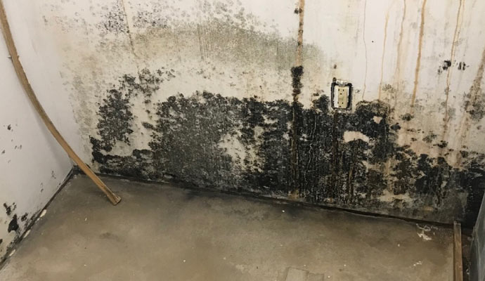 A basement wall with extensive black mold growth