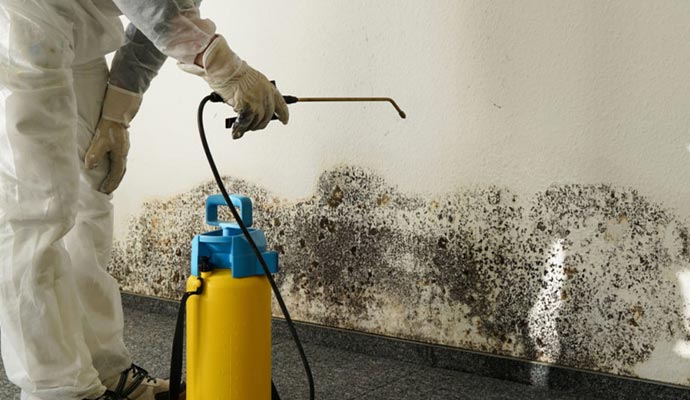 worker removing mold professionally
