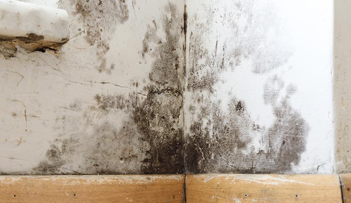 Visible mold on wall