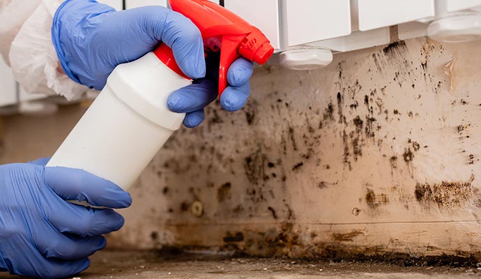 mold removal